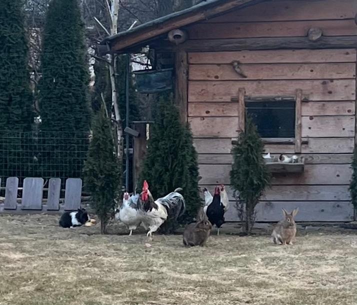 B&B Casa Il Sasso Pinzolo Εξωτερικό φωτογραφία
